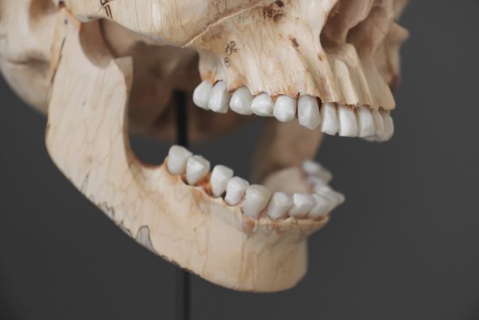 Schedel handgesneden in tamarindehout