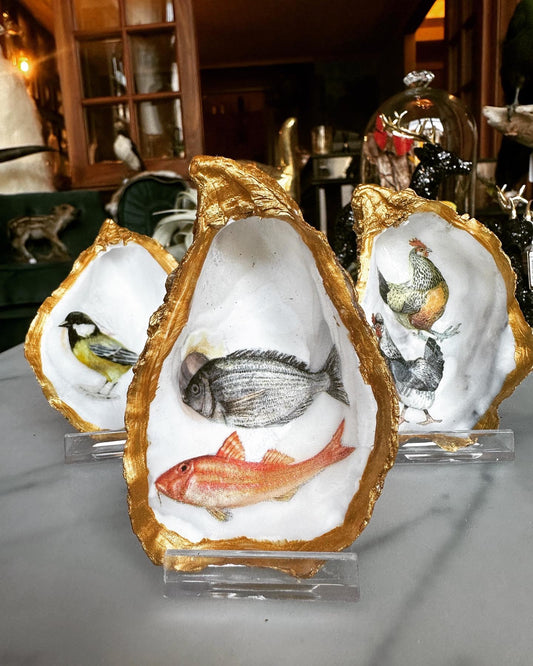 Gouden oester - Vis 2x