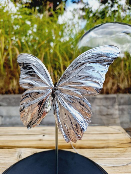 Zilveren vlinder Morpho Didius