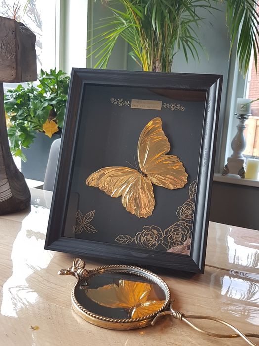 24-karaats gouden Morpho didius in lijst