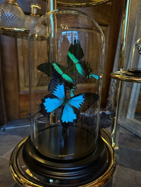 Stolp met opgezette vlinders - Papilio Ulysses, Papilio Blumei