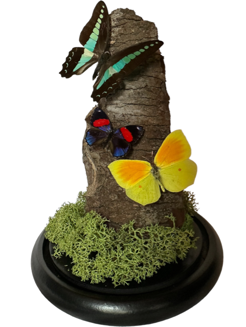 Stolp met opgezette vlinders - Graphium sarpedon, Callicore hystapes, Gonepteryx cleopatra