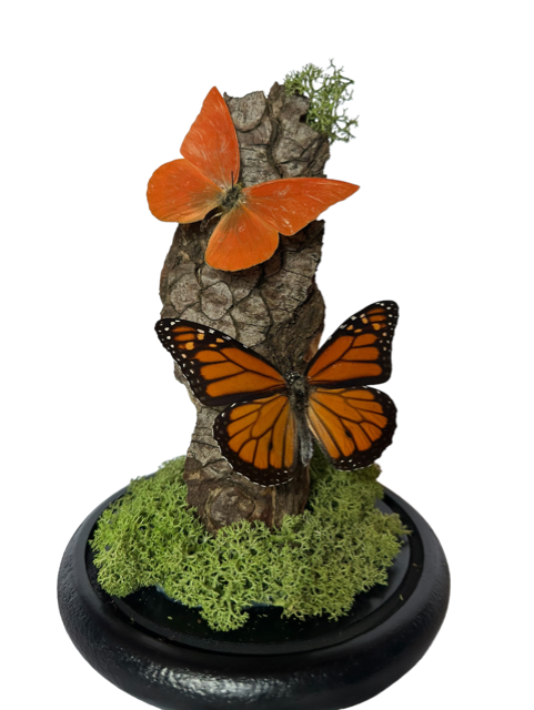Stolp met opgezette vlinders - Danaus plexippus, Appias nero