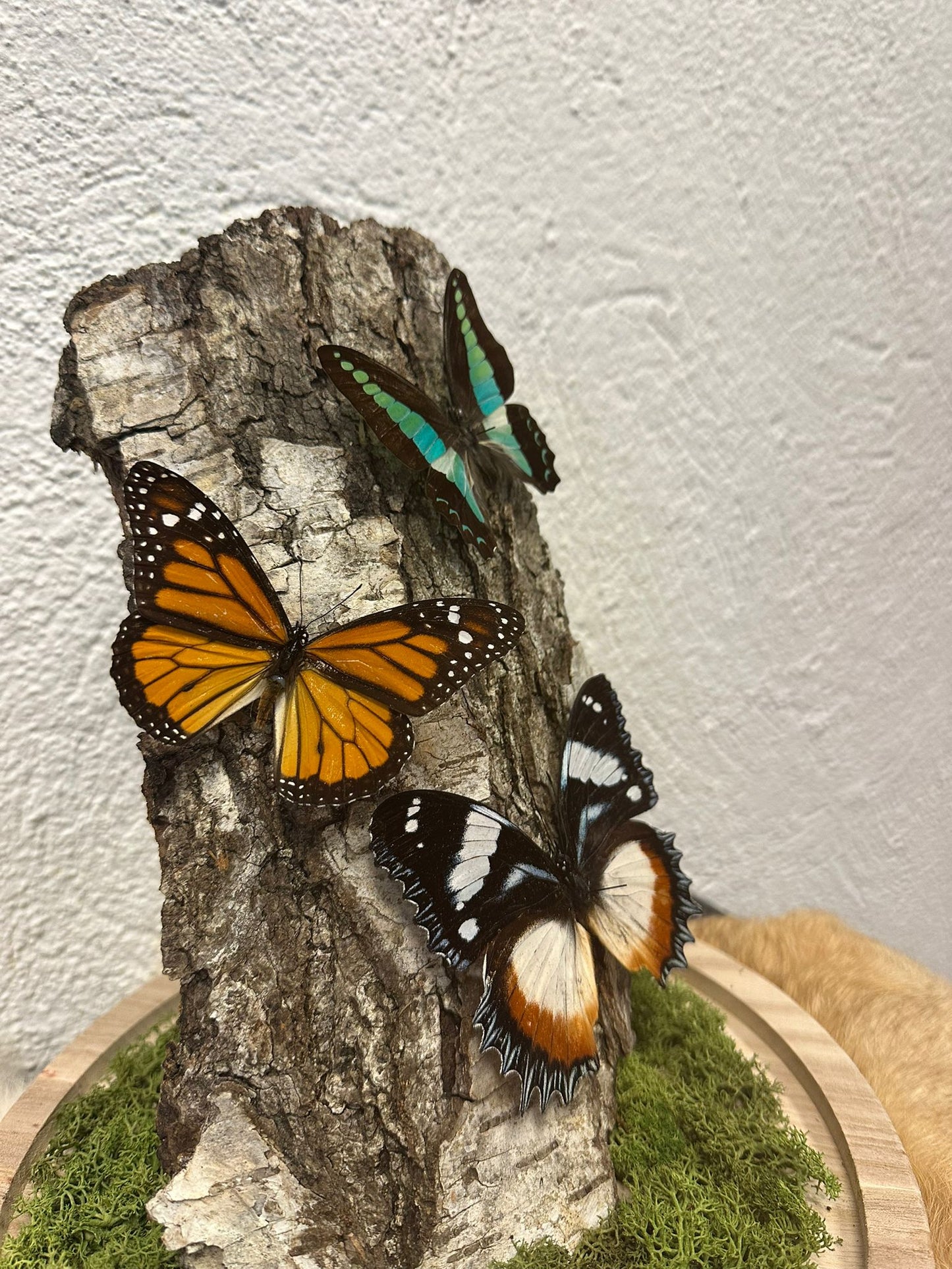Vlinder stolp op maat