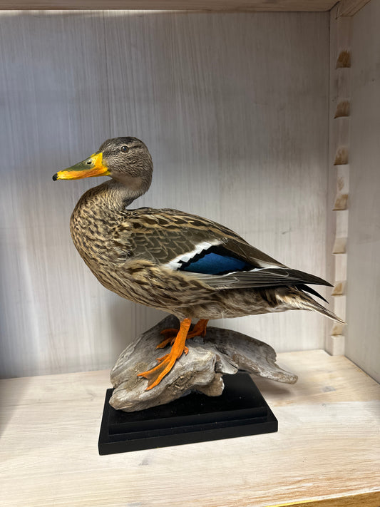 Opgezette Wilde eend
