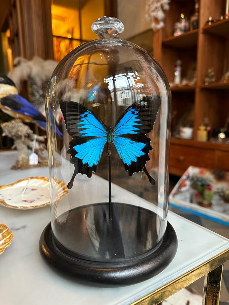 Opgezette Papilio ulysses in stolp