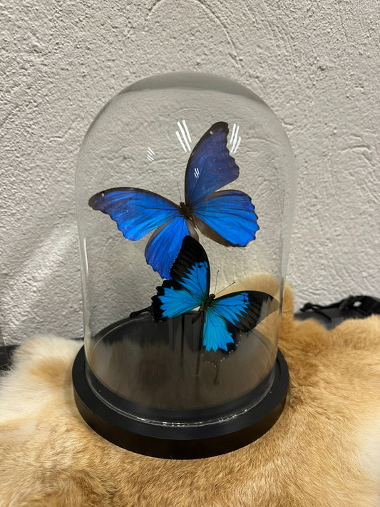Vlinder stolp op maat - Morpho didius - Papilio ulysus