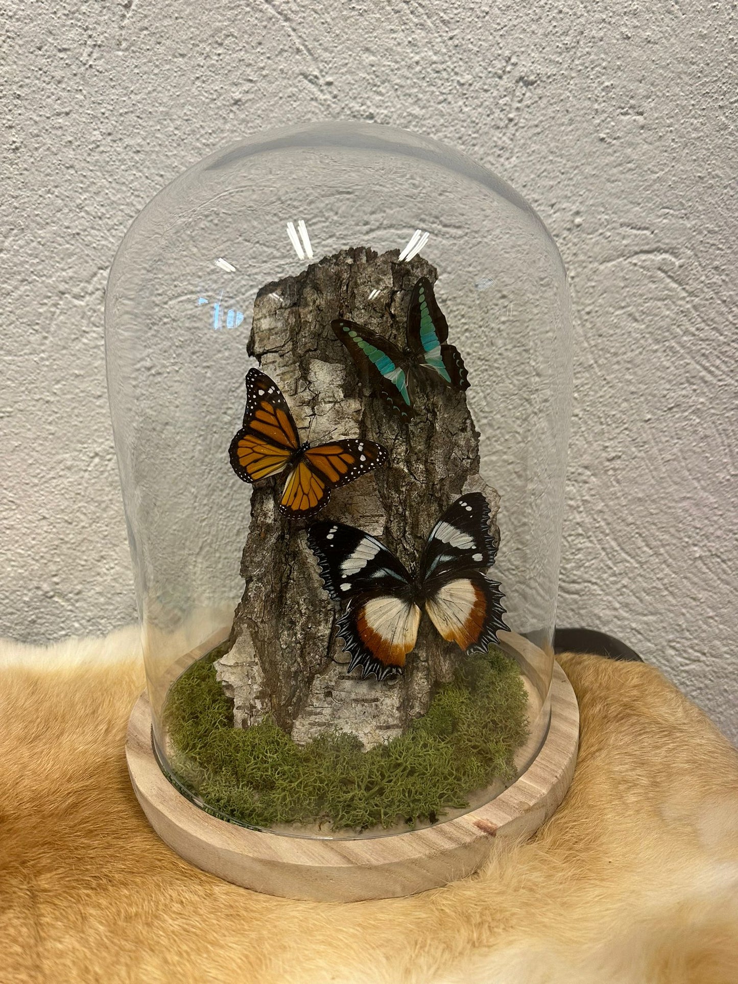 Vlinder stolp op maat