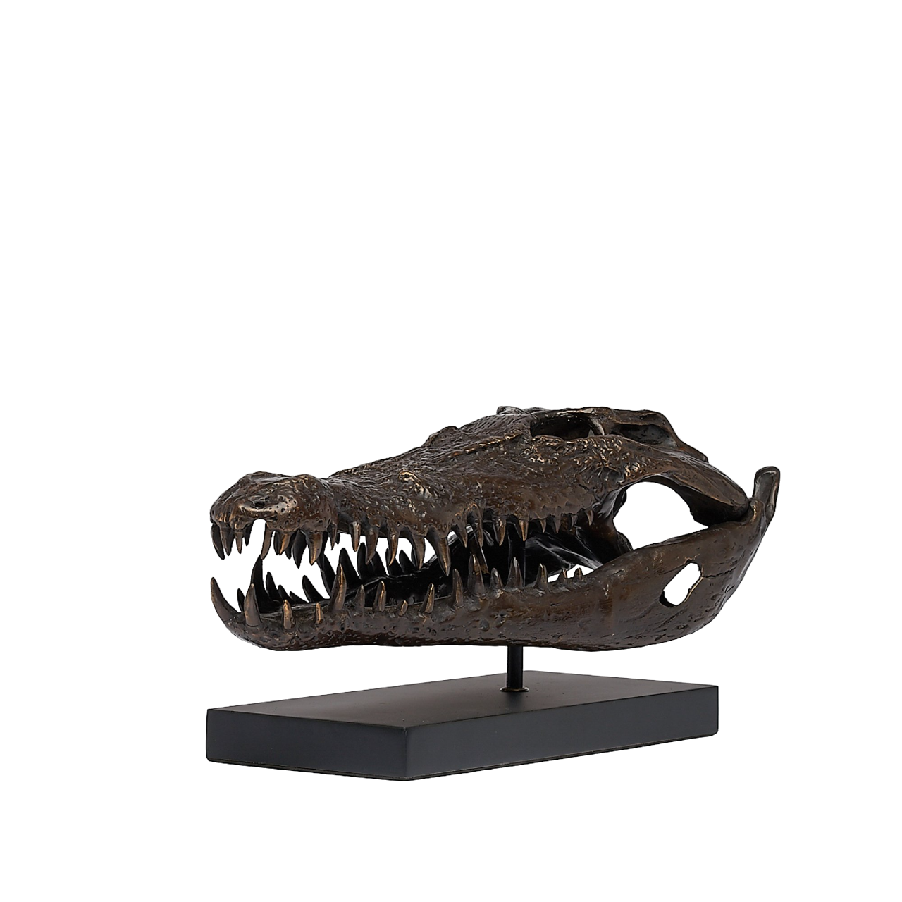 Bronzen - Zoutwaterkrokodil schedel