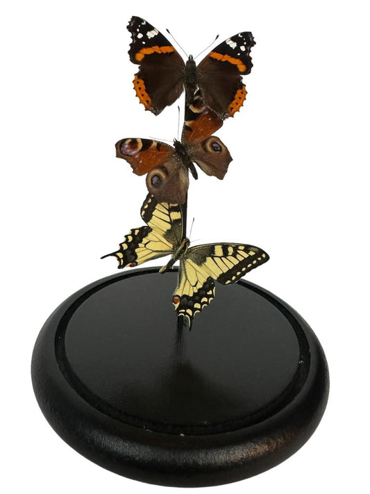 Stolp met opgezette vlinders - Vanessa atalanta, Aglais io, Papilio machaon