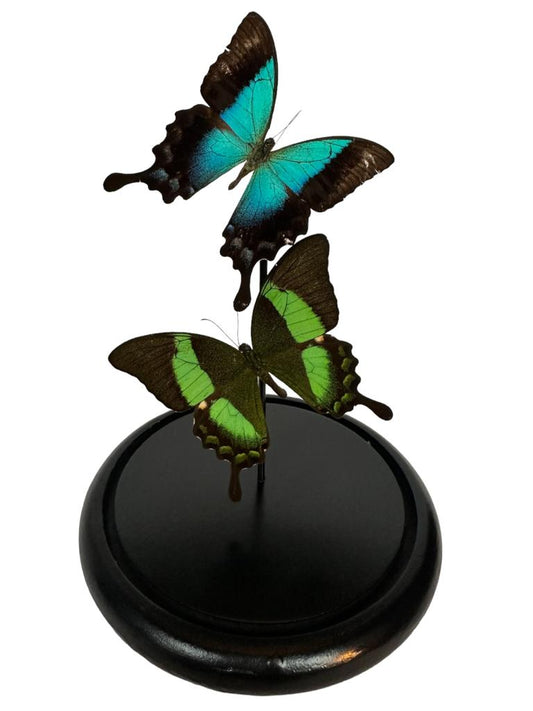 Stolp met opgezette vlinders - Papilio pericles, Papilio palinurus