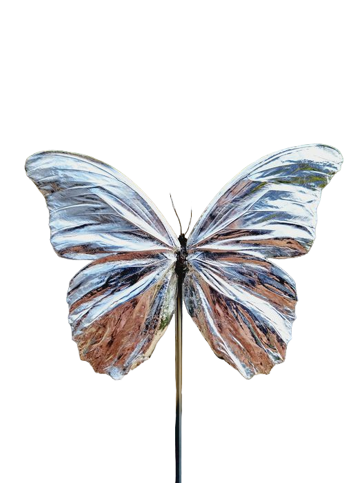 Zilveren vlinder Morpho Didius