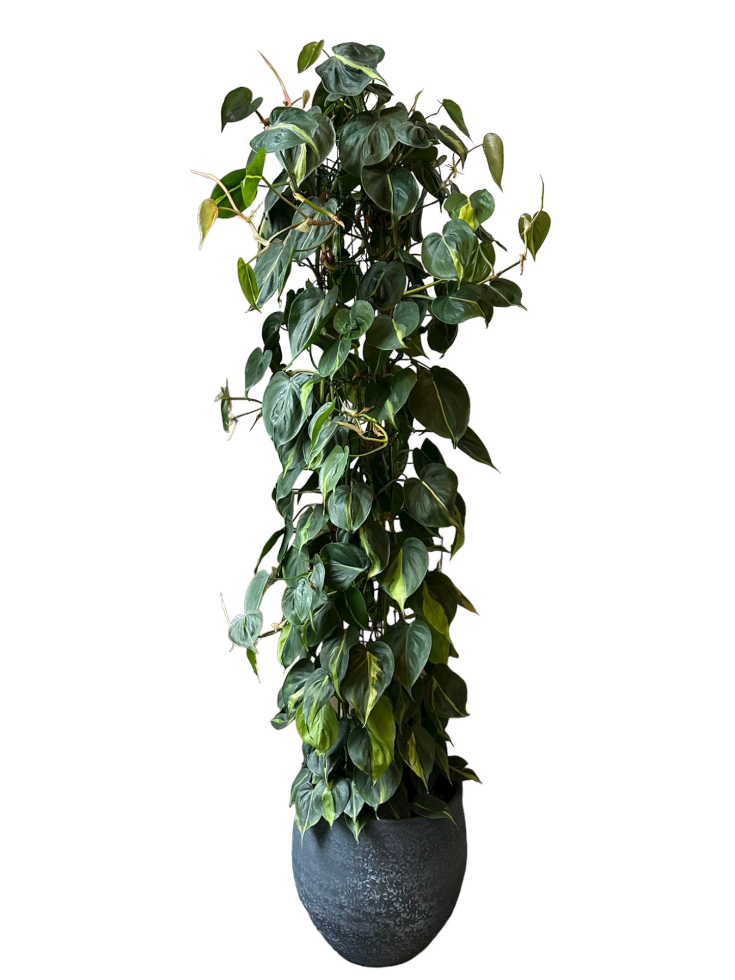 Philodendron scandens brasil
