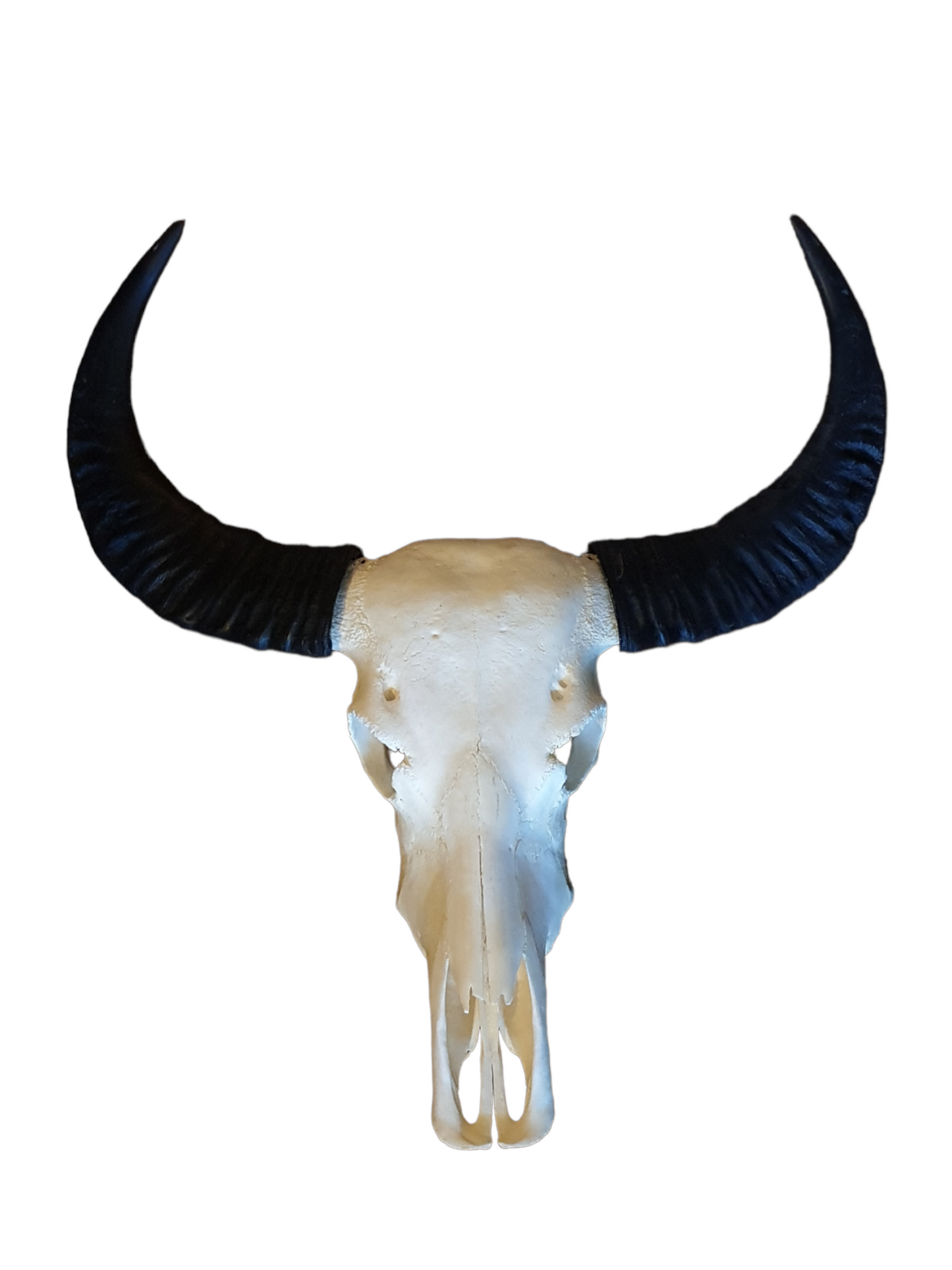 Waterbuffel schedel