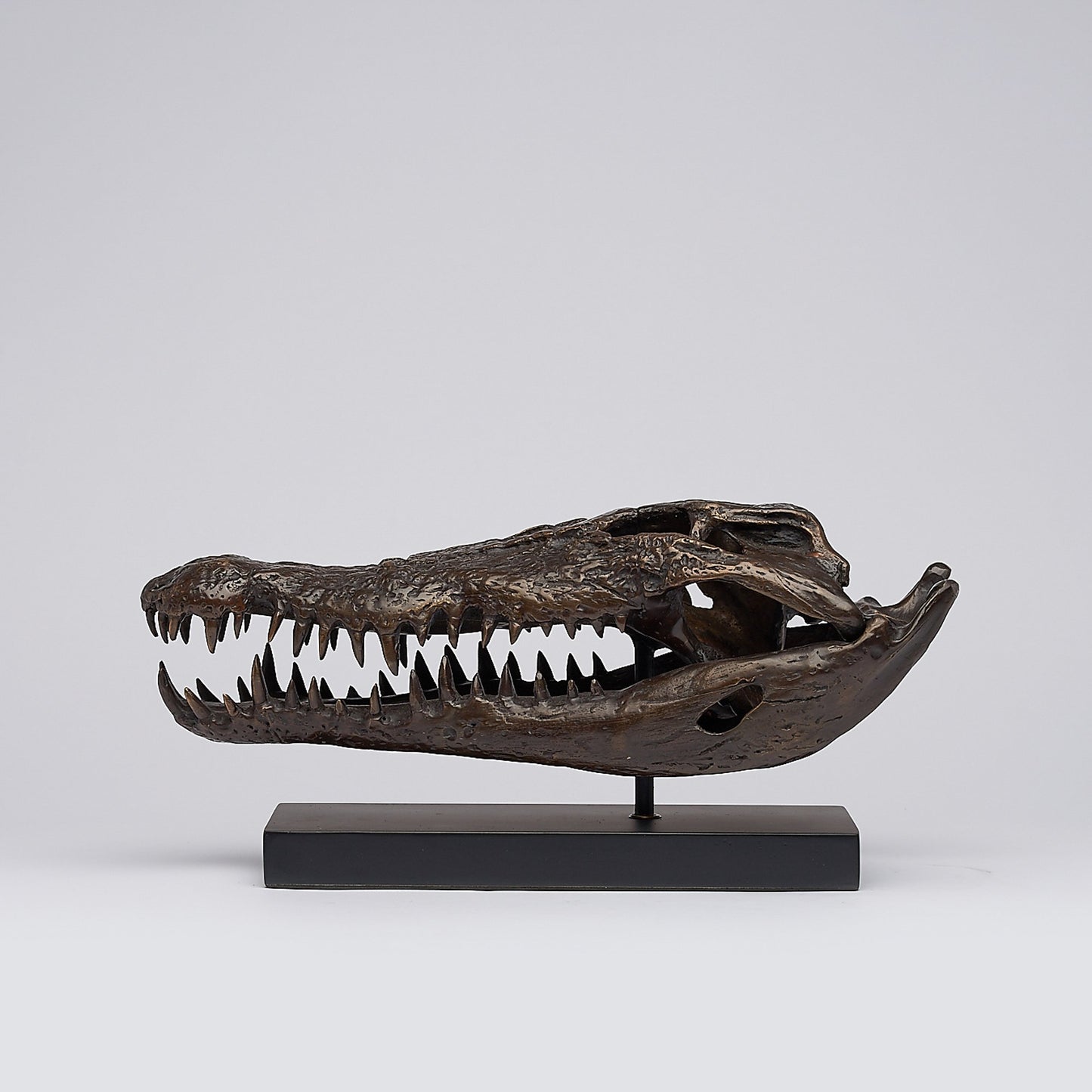 Bronzen - Zoutwaterkrokodil schedel