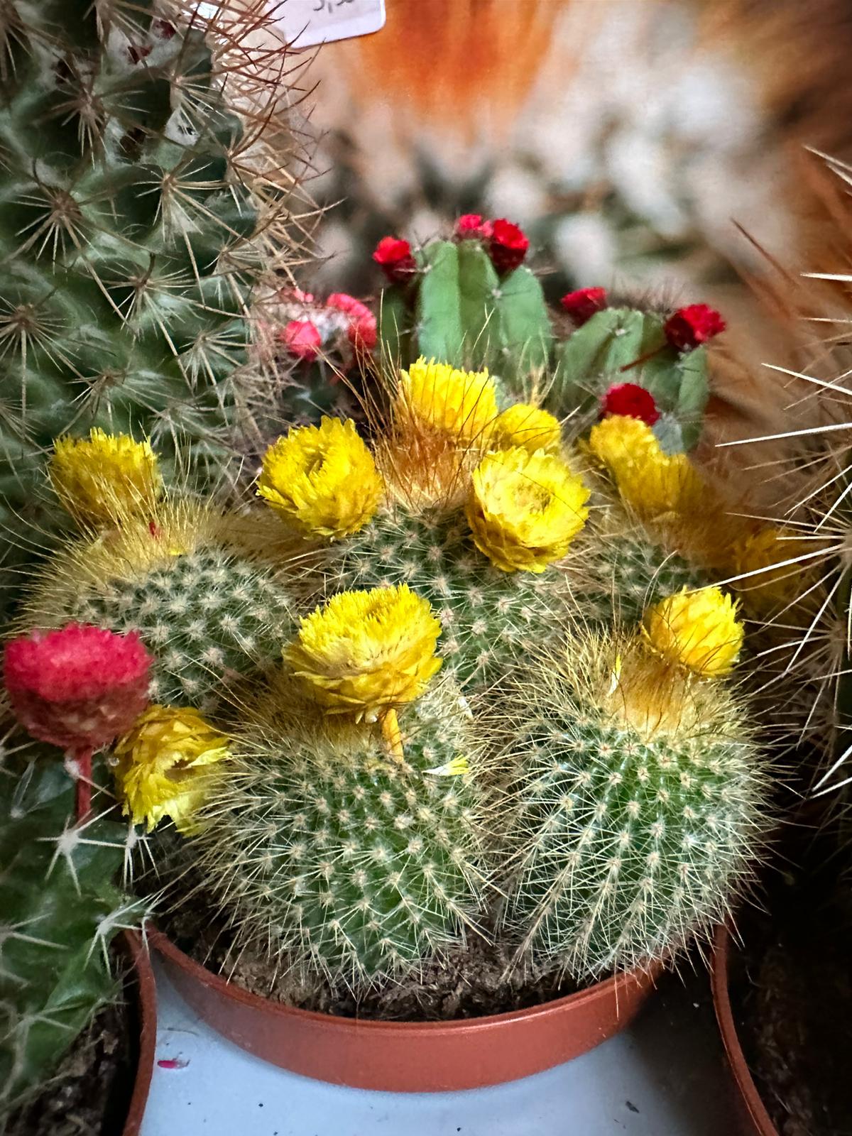 Cactus mix - Kleur