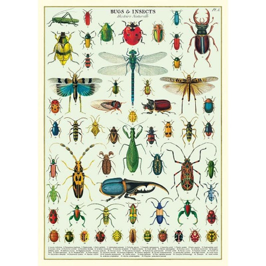 Schoolplaat - Insecten