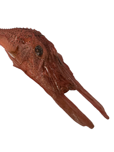 Gargariscus prionocephalus vis