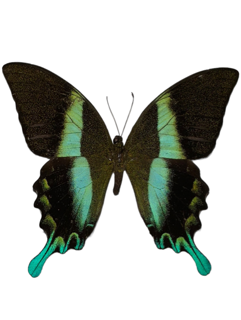 Opgezette Papilio blumei in lijst
