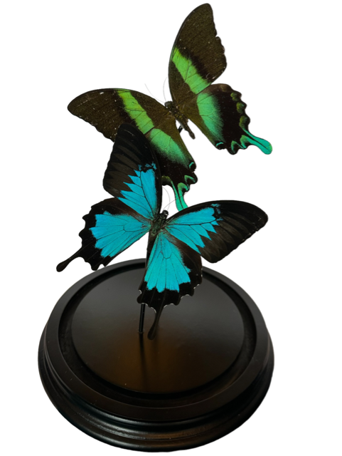 Stolp met opgezette vlinders - Papilio Ulysses, Papilio Blumei