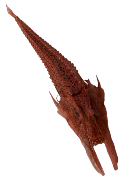 Gargariscus prionocephalus vis
