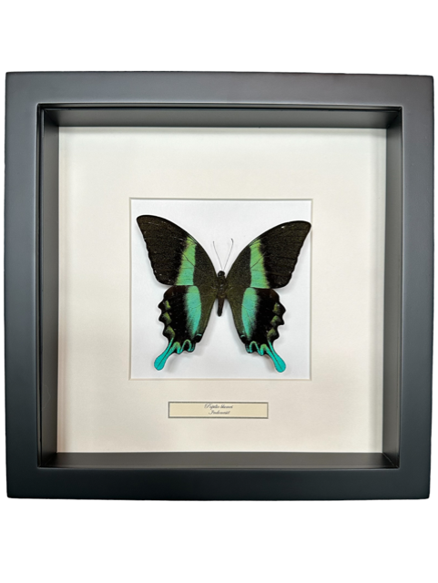 Opgezette Papilio blumei in lijst